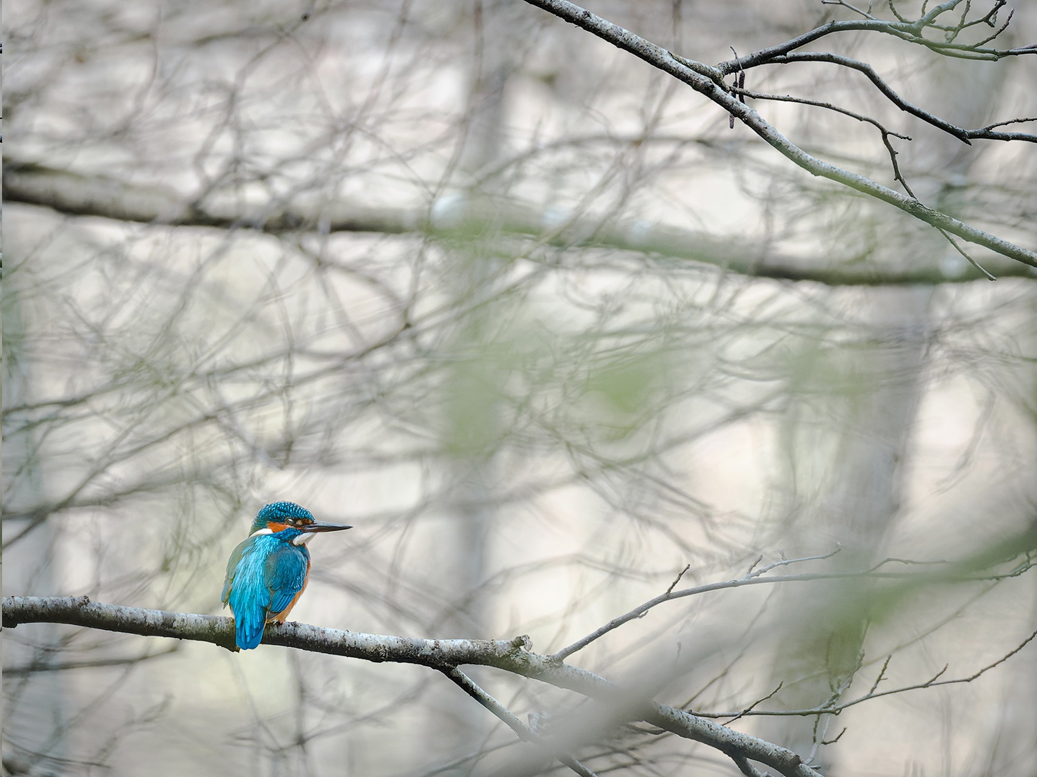 The forests change with the seasons, and each season offers a different atmosphere